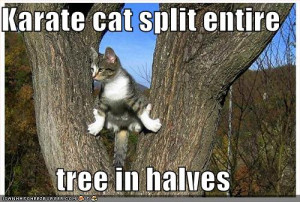 karate-cat-splits-the-entire-tree-in-half - funny-pictures-karate-cat ...