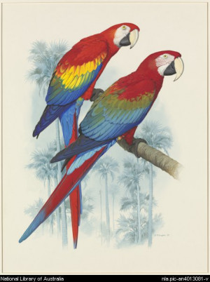Cooper William T William Thomas 1934 2015 Green winged macaw