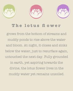 ... lotus flower quote, tattoos lotus flower, meditation tattoo, lotus