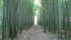 Bamboo Garden Moso