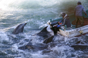 悲報】 和歌山県太地町で行われたイルカ追い込み漁 ...