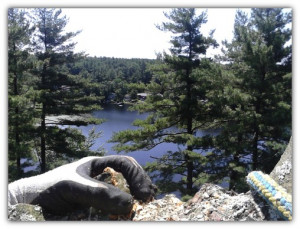 about adam burtt tree and logging services adam burtt tree