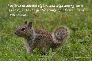 40 Animal Rights Quotes: Best Ever