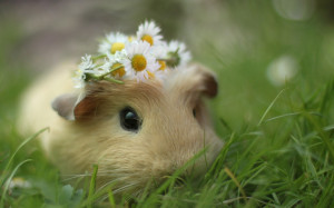 Guinea pig wallpapers and images