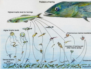Deep Sea Ocean Food Web
