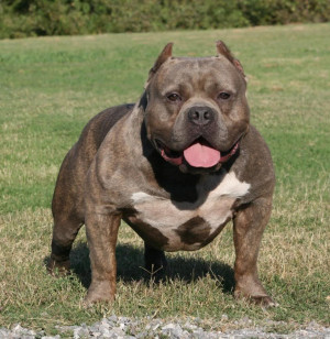 American Bully Dog Pictures