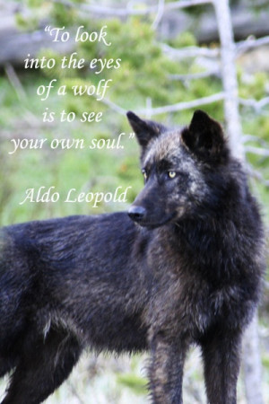 eyes of a wolf is to see your own soul.” -- Naturalist Aldo Leopold ...