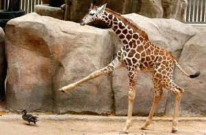 Funny giraffes (39 pics)