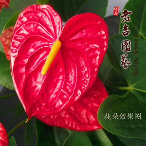 bonsai plants small anthurium delicate good looking simple flower