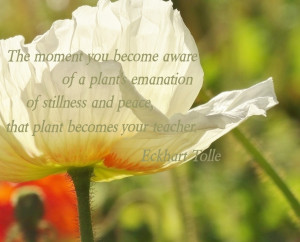 Eckhart Tolle Quote from Stillness Speaks