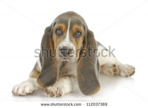 stock-photo-cute-puppy-basset-hound-puppy-laying-down-on-white ...