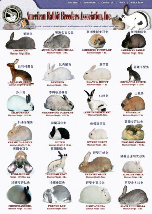Different Breeds Dwarf Rabbits