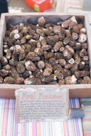 Related Pictures about the morel mushroom season
