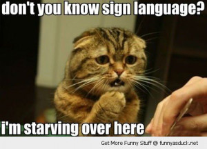 hungry cat animal lolcat sign language starving here sad funny pics ...