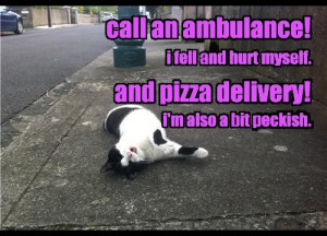 Funny ~ Cat ~ Humour ~ Quotes