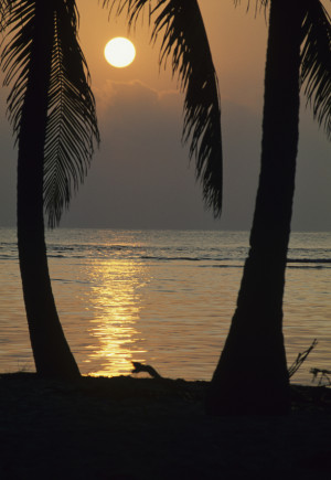 ... Trees and Caribbean Sunset Daily Inspiration Photography and Quotes