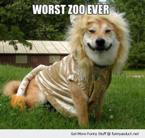 worst zoo ever dog lion costume dressed up animal funny pics pictures ...
