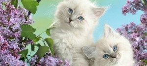 Leave a Comment none Animals and Birds , Facebook Timeline Covers