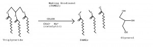 Biodiesel Reaction Mechanism to Triglyceride