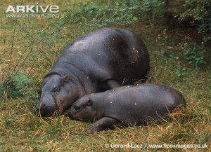 Pygmy hippopotamus photo - Choeropsis liberiensis - G113265 | ARKive