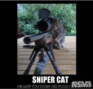 Sniper Cat Meme