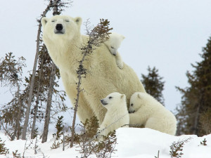 ... are an only child or a triplet polar bear cub, there's no one like mom