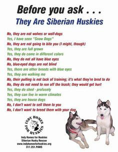 Funnies pictures about Siberian Husky My Love Quotes