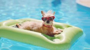 Dog In Swimming Pool Wearing Sunglasses Images, Pictures, Photos, HD ...