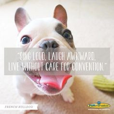 French Bulldog Motto: Sing loud, lough awkward, live without care for ...