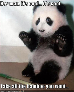 funny animal pictures, panda bears