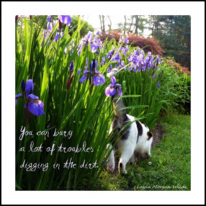 Tag Archives: digging-cats-garden-irises-photo quote de jour