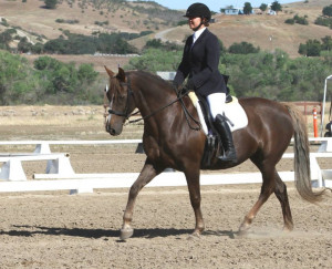 Critique Hunt Seat Rider new to Dressage - Me on my Morgan (at BN ...