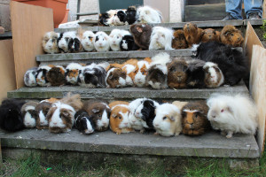 All 44 of my Guinea pigs by Clerdy