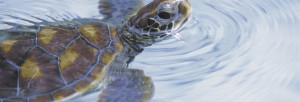 Borneo Turtles & Orangutans