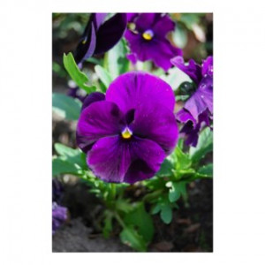 Purple Flowers-flowers-pictures of flowers-quotes