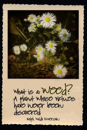 what is a weed? a plant whose virtues have never been discovered