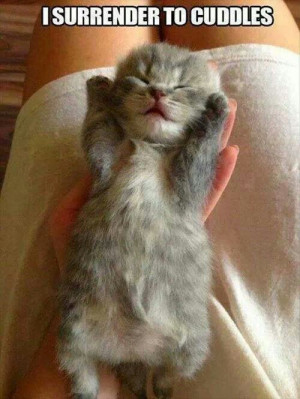 Kitten cuddles!
