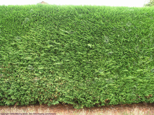 Plant Hedge Texture