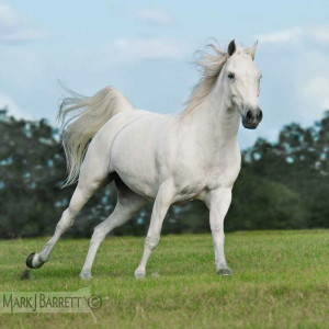Beautiful White Arabian Horses
