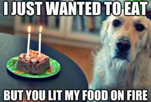 Depressed Birthday Dog meme – I just wanted to eat but you lit my ...