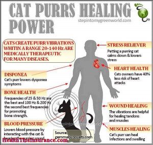 Cat Purrs Healing Power