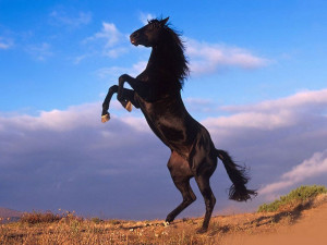 poignant, engrossing chronicle focuses on an extraordinary stallion ...