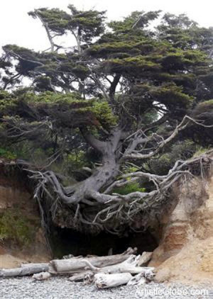 Holding On! (Tree Root Cave, Big Sur, California)