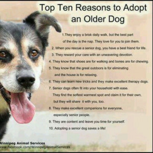 Adopt an older dog.
