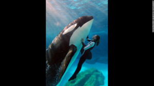 first put on public display in the 1960s. The best known killer whale ...