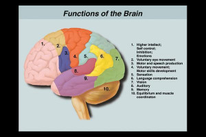 Image of Traumatic brain injury