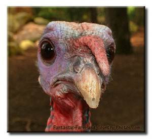 funny christmas turkey images
