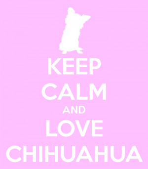 chihuahua love