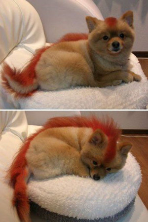 Dog grooming at its best…