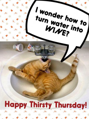 Thirsty Thursday, Daily Funny, Funny Cat, Thursday Funny, Animal Humor ...